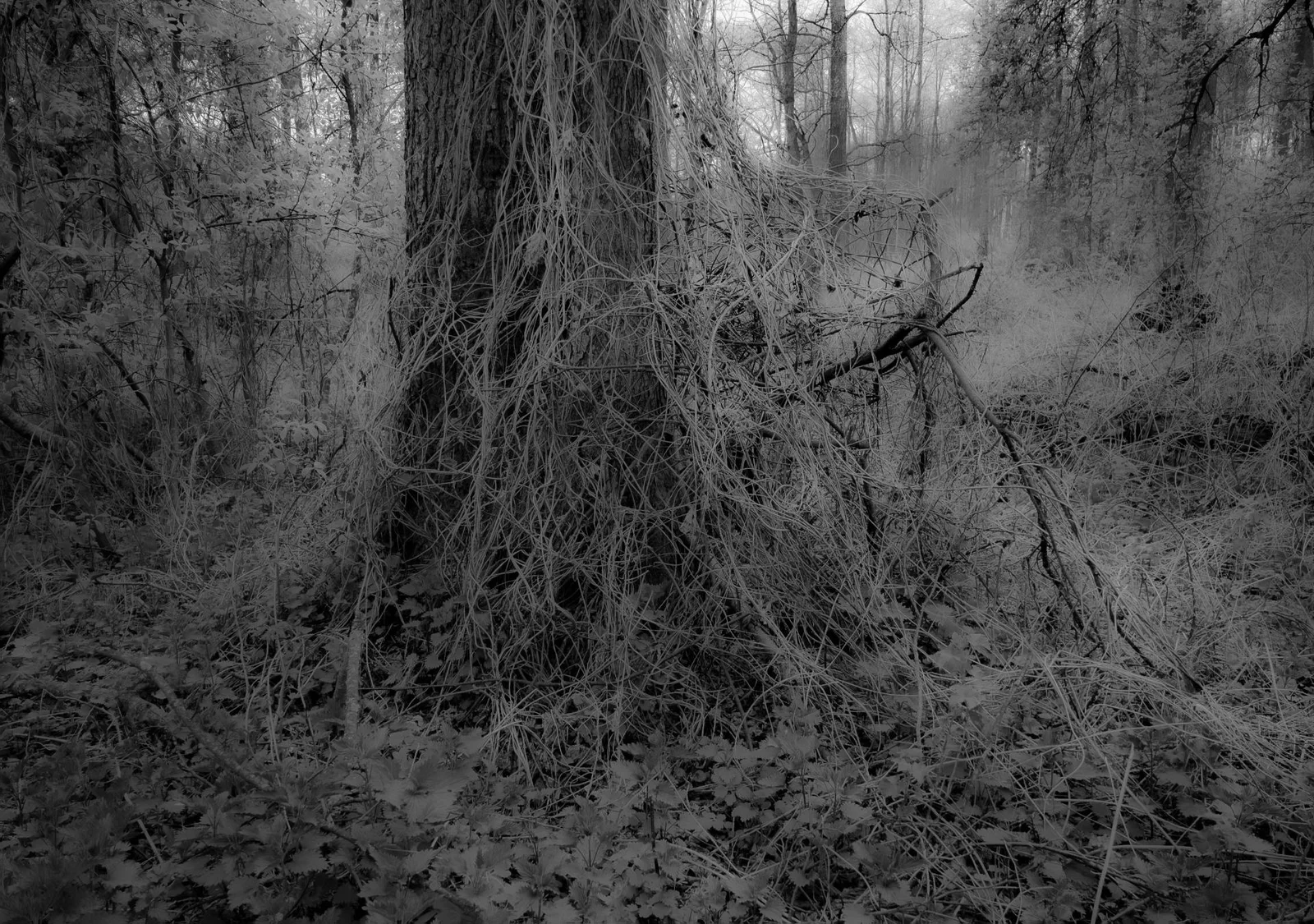 UNDERGROWTH by Burkhard Philipp von Harder | European Photography Awards 2026 Gold