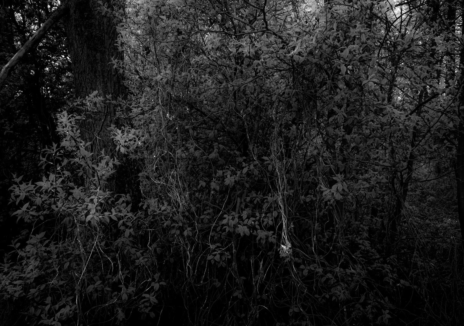 UNDERGROWTH by Burkhard Philipp von Harder | European Photography Awards 2026 Gold